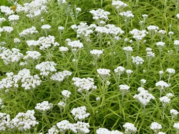 Anafalis perłowy - zdjęcie 4