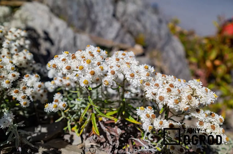 Anafalis perłowy - zdjęcie 5