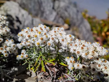 Anafalis perłowy - zdjęcie 5