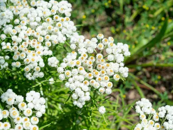 Ilustracja rośliny anafalis perłowy