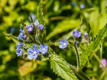 Farbownik polny - zdjęcie 2