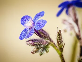 Farbownik polny - zdjęcie 3