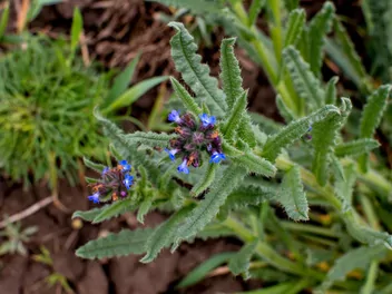 Farbownik polny - zdjęcie 4