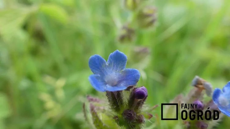 Farbownik polny - zdjęcie 5