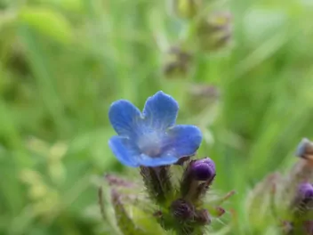 Farbownik polny - zdjęcie 5