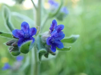 Ilustracja rośliny farbownik polny
