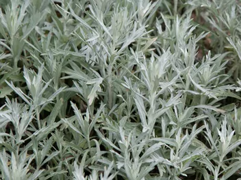 Bylica Ludovica - zdjęcie 2