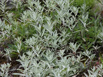 Bylica Ludovica - zdjęcie 3