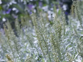 Bylica Ludovica - zdjęcie 4