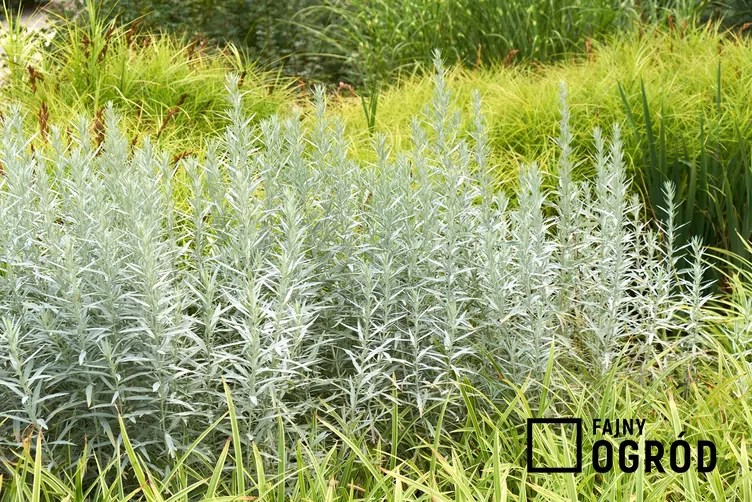 Bylica Ludovica - zdjęcie 5