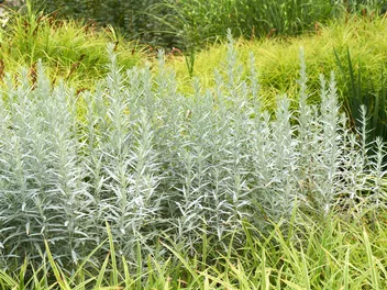 Bylica Ludovica - zdjęcie 5