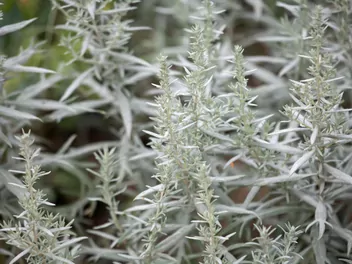 Ilustracja rośliny bylica ludovica