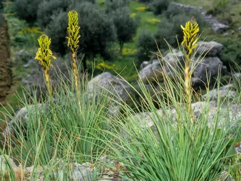 Ilustracja rośliny złotnica żółta