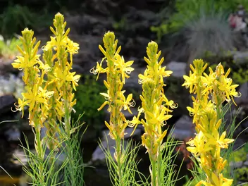 Złotnica żółta - zdjęcie 2