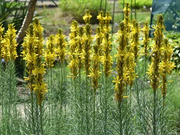 Złotnica żółta - zdjęcie 3