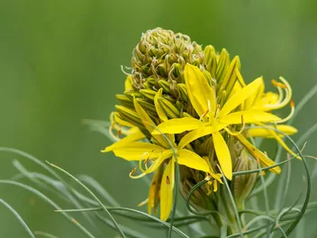 Złotnica żółta - zdjęcie 4