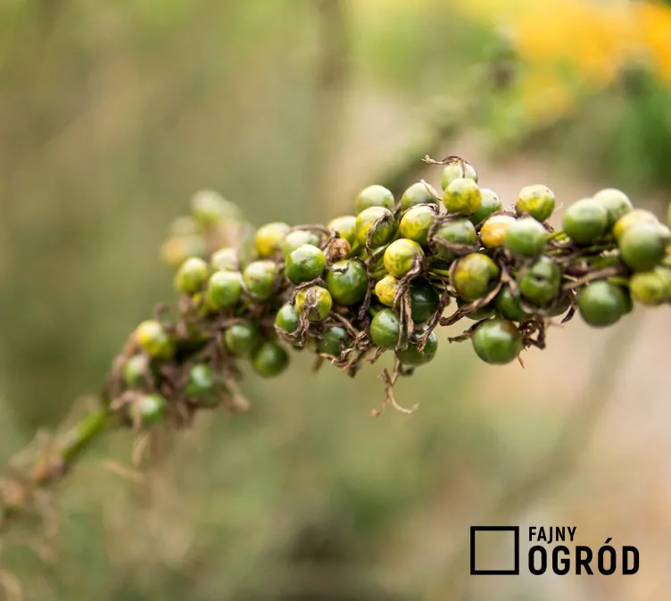 Złotnica żółta - zdjęcie 5