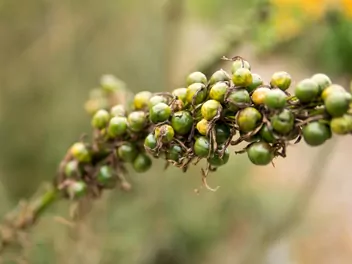 Złotnica żółta - zdjęcie 5