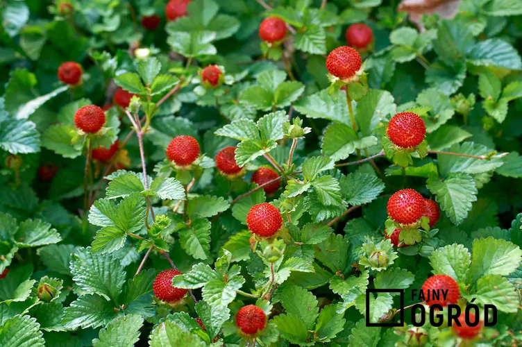 Poziomkówka indyjska