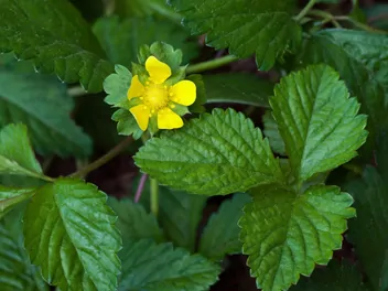 Poziomkówka indyjska - zdjęcie 2