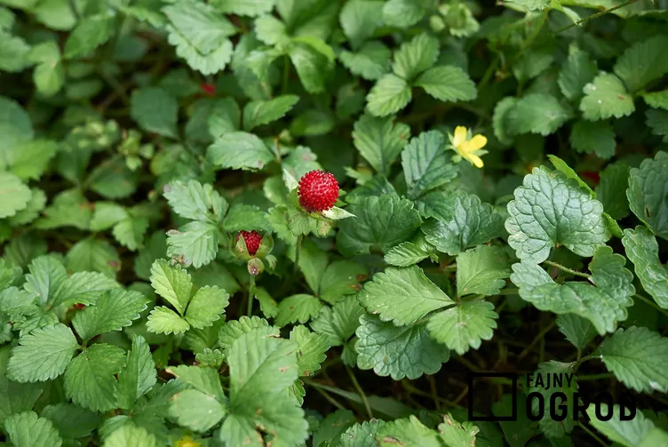 Poziomkówka indyjska