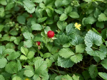 Poziomkówka indyjska - zdjęcie 3