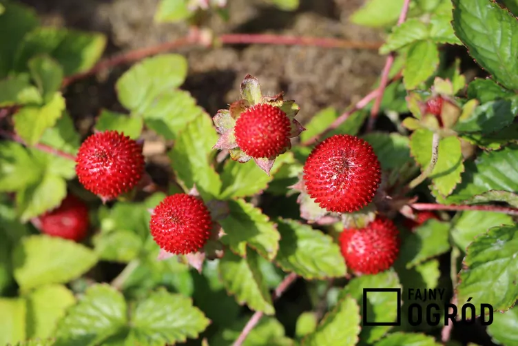 Poziomkówka indyjska