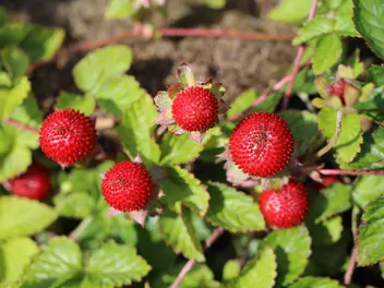 Poziomkówka indyjska - zdjęcie 4