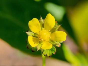 Poziomkówka indyjska - zdjęcie 5