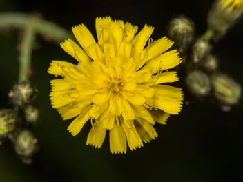Jastrzębiec leśny - zdjęcie 2