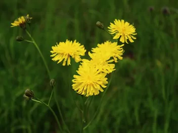 Jastrzębiec leśny - zdjęcie 3