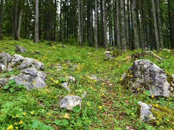 Jastrzębiec leśny - zdjęcie 4