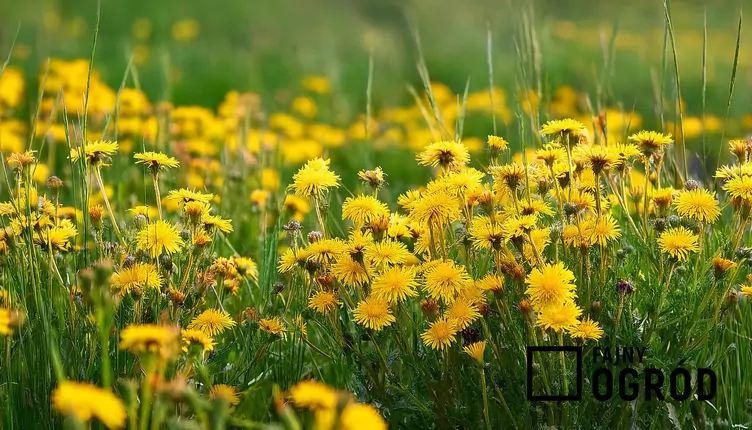 Jastrzębiec leśny - zdjęcie 5