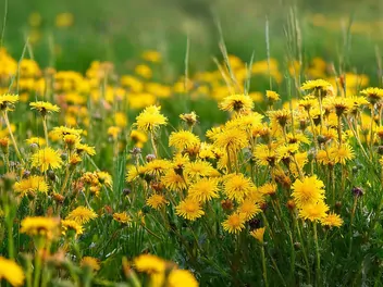 Jastrzębiec leśny - zdjęcie 5