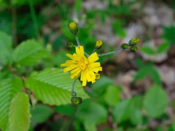 Ilustracja rośliny jastrzębiec leśny