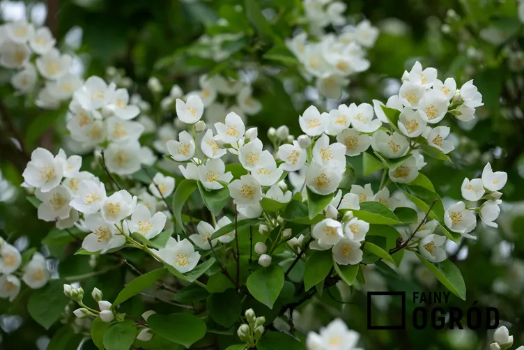 Jaśminowiec 'Biały Karzeł'