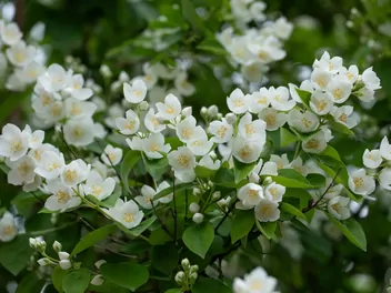 Jaśminowiec 'Biały Karzeł' - zdjęcie 2