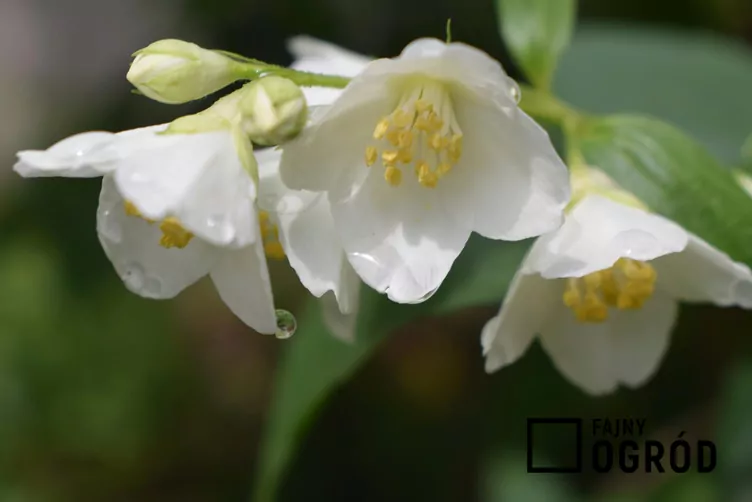 Jaśminowiec 'Biały Karzeł'