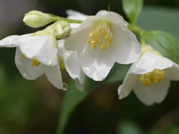 Jaśminowiec 'Biały Karzeł' - zdjęcie 3