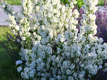 Jaśminowiec 'Biały Karzeł' - zdjęcie 4