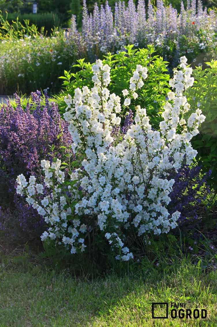 Jaśminowiec 'Biały Karzeł' - zdjęcie 5