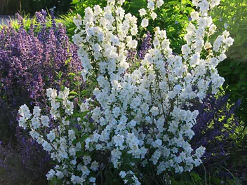 Jaśminowiec 'Biały Karzeł' - zdjęcie 5