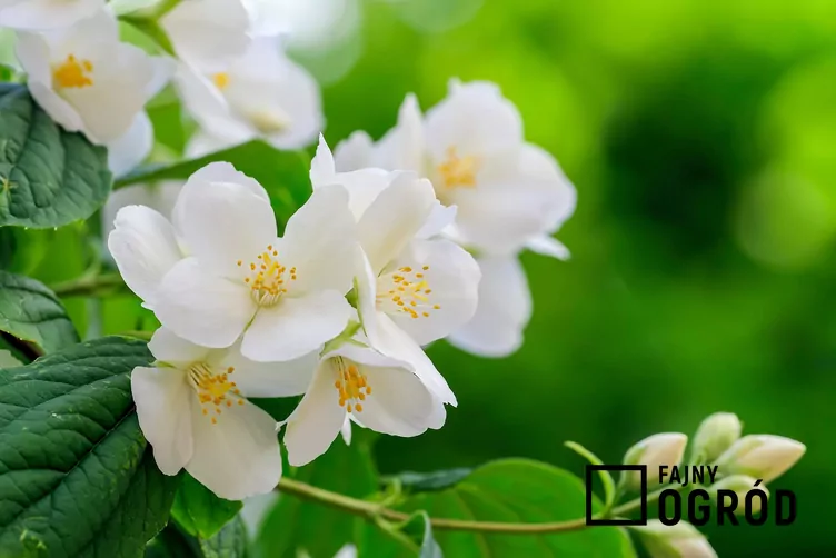 Jaśminowiec 'Biały Karzeł'