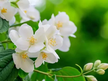 Ilustracja rośliny jaśminowiec 'biały karzeł'