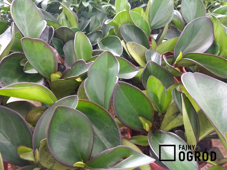 Peperomia kluzjolistna