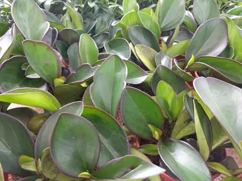 Ilustracja rośliny peperomia kluzjolistna