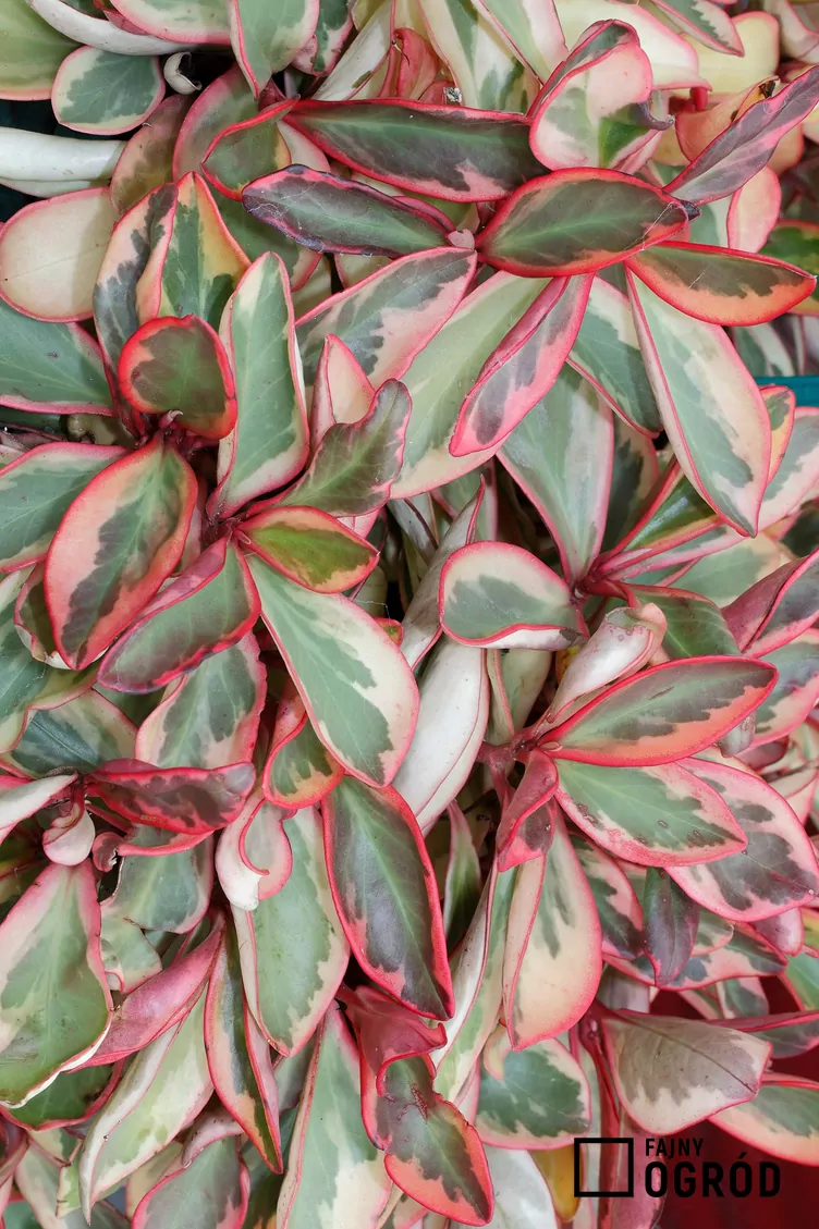 Peperomia kluzjolistna