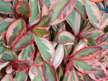 Peperomia kluzjolistna - zdjęcie 2