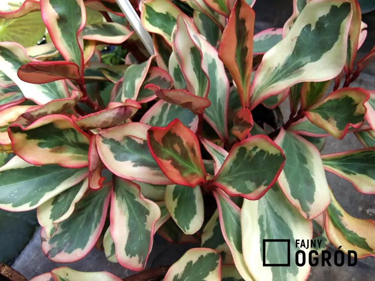 Peperomia kluzjolistna