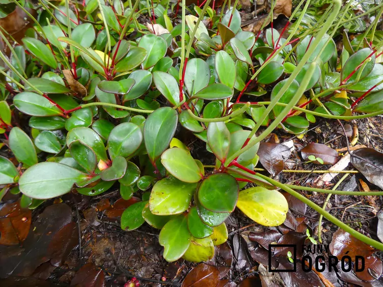 Peperomia kluzjolistna